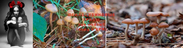 кокаин колумбия Алексин